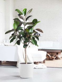 Tall Indoor Plants, Popular House Plants, Household Plants, Corn Plant, Indoor Trees, Ficus Elastica, Rubber Plant, Inside Plants, Plant Delivery