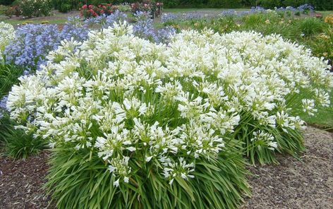 How to grow a summer perennial garden Photos | Architectural Digest Boarder Plants, Agapanthus Plant, Heat Tolerant Plants, Bee Friendly Garden, Full Sun Perennials, Full Sun Plants, Sun Perennials, Border Plants, Sun Plants