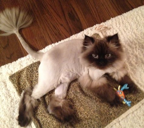 * * " Yo human! If ya die in an elevator, makes sure yoo push de UP button." Cat Lion Haircut, Lion Cut Cat, Cat Lion Cut, Cat Haircuts, Cat Grooming Styles, White Ragdoll Cat, Cat Haircut, Lion Cat, Cut Cat