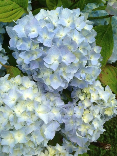 My Blue Nikko Hydrangea this year!! Blue Green Hydrangea, Blue Hydrangea Aesthetic, Baby Blue Hydrangea, Hydrangea Aesthetic, Blue And White Hydrangea, Light Blue Hydrangea, Hydrangeas Blue, Hydrangea Green, Hydrangea Landscaping