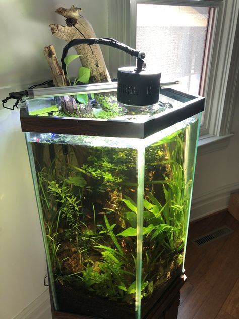 Tall Fish Tank Ideas, Tall Fish Tank, Nano Shrimp Tank, Hexagon Fish Tank, Hexagon Aquarium, 5 Gallon Aquarium, Frog Tank, Fish Aquarium Decorations, Freshwater Aquarium Plants