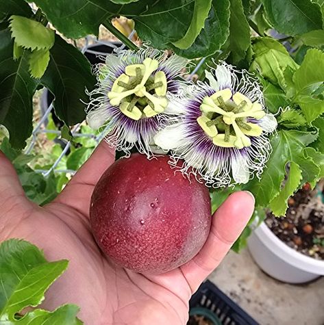 Purple Passion Plant, Passion Fruit Plant, Purple Passion Flower, Passion Fruit Flower, Vine Fruit, Passion Vine, Purple Fruit, Fall Garden Vegetables, Fruit Seeds