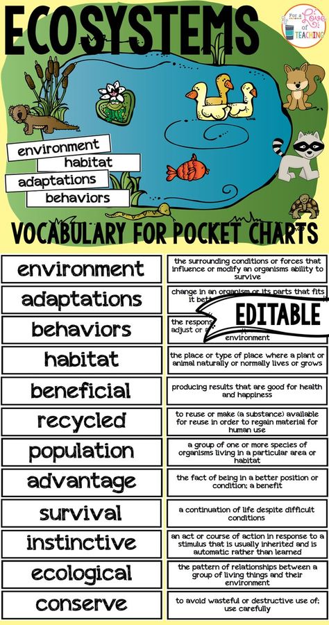 Animal Ecosystems Pocket Chart Vocabulary - Perfect for pocket charts and interactive notebooks! Ecosystem Notes, Fish And Plant Ecosystem, Levels Of Organization In An Ecosystem, Ecosystem Vocabulary, Teaching Ecosystems, Terrestrial Ecosystems, Ecological Succession, Ecosystems Projects, Pocket Charts