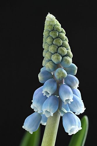 Grape hyacinth Grape Hyacinth, ดินปั้น Polymer Clay, Macro Flower, Clay Flowers, Sugar Flowers, Flower Images, Beautiful Blooms, Flower Photos, Blue Flower