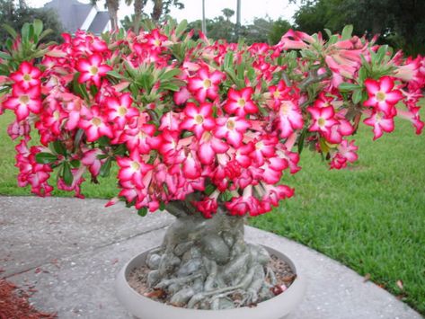 - These are not difficult plants to grow well, provided they get enough sunlight and warmth. Like all succulents, they cannot tolerate sitting in water... Desert Rose Care, Kaktus Dan Sukulen, Rose Plant Care, Desert Rose Plant, Bonsai Seeds, Bonsai Flower, Rose Care, Rose Seeds, Home Garden Plants