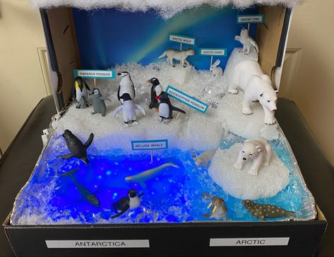 Biome In A Box Project Tundra, Artic Ecosystem Shoebox Project, Polar Ecosystem Project, Penguin Diarama For Kids, Arctic Biome Project, Polar Bear Habitat Project, Tundra Diorama For Kids, Arctic Tundra Diorama, Tundra Diorama Projects