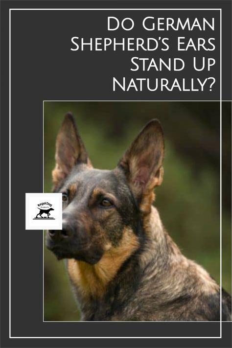 When do German Shepherd ears stand up? This is a question that many people have when they are thinking about getting a German Shepherd. The answer, however, is not as simple as you might think. There are actually several different factors that can cause a German Shepherd’s ears to stand up. In this blog post, we will discuss when do German shepherd ears stand up and what the different causes may be! German Shepherd Ears, Waterproof Dog Collar, Handmade Dog Collars, Personalized Dog Collars, Floppy Ears, Shepherd Puppies, German Shepherd Puppies, Handmade Dog, German Shepherds