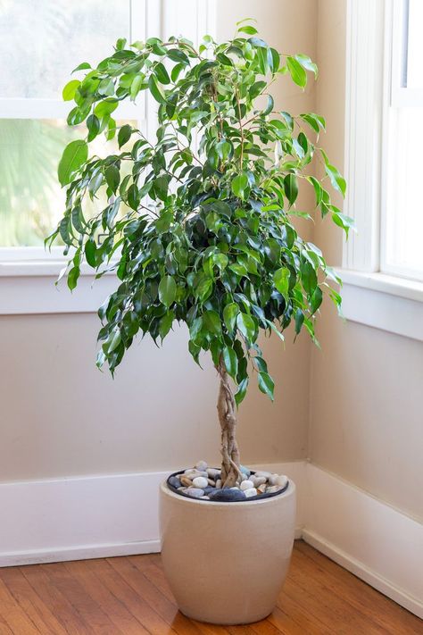 This Is How to Grow and Care for a Healthy Ficus Trees Ficus Plant, Ficus Benjamina