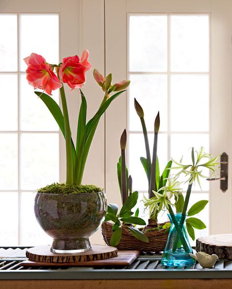 Group different types for a striking display. Find out more about these gorgeous flowers: http://www.midwestliving.com/garden/flowers/easy-and-elegant-amaryllis-displays/ Amaryllis Table Decoration, Potted Amaryllis Christmas, Amaryllis In Glass Vase, Red Amaryllis Arrangement, Amaryllis Wax Bulbs, Green Shutters, Growing Bulbs, Amaryllis Flowers, Amaryllis Bulbs