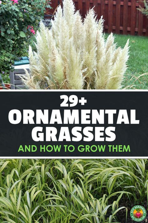 Zone 3 Ornamental Grasses, Best Grasses For Landscaping, Garden Design With Grasses, Pool Grass Landscaping, Evergreen Grasses Landscaping, Landscaping Grasses Perennials, Full Sun Tall Plants, Garden Grasses Ornamental, Short Grasses For Landscaping