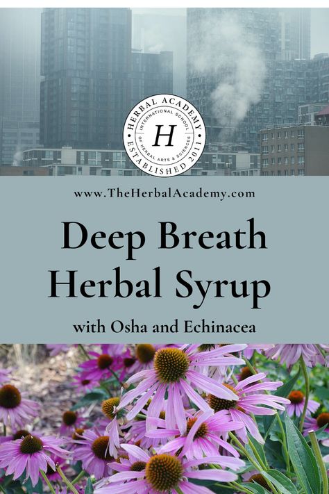 Deep Breath Herbal Osha and Echinacea Syrup Recipe | Herbal Academy | This herbal osha and echinacea syrup recipe is an effective at home and on-the-go support for the lungs and a daily immune-booster. Herbal Immune Boosters, Echinacea Recipes, Echinacea Syrup, Herbal Academy, Botanics Skin Care, Immune Booster, Magic Herbs, Lungs Health, Herbal Tinctures