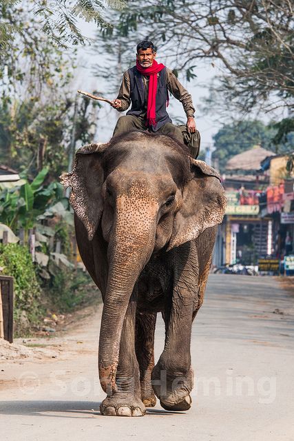 Chitwan Nepal, Chitwan National Park, Elephant Photography, Elephant Ride, Mt Everest, Landlocked Country, Best Photo Background, India Photography, Nepal Travel