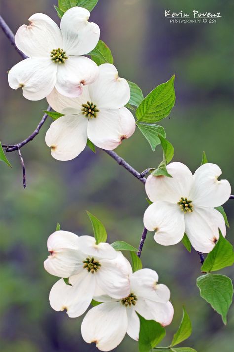 Dogwood Flower | 2011-05-19 1988-1 Dogwood - Last Thursday n… | Flickr Dogwood Flower Photography, Watercolor Dogwood Flowers, Dogwood Flower Painting, Dogwood Tree Painting, Dogwood Flower Drawing, Spring Beauty Flower, Dog Wood Flower, Dogwood Tree Tattoo, Flowering Dogwood Tree