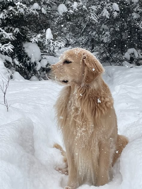 Parker the golden relax in the snow Golden Retriever Snow, Golden Retriever Winter, Dog Goals, Winter Cabin, Best Dog Breeds, Golden Retriever Puppy, Snow Storm, Golden Retrievers, Rescue Dogs