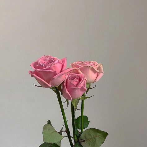 Pink Roses, Roses, Green, Pink, White