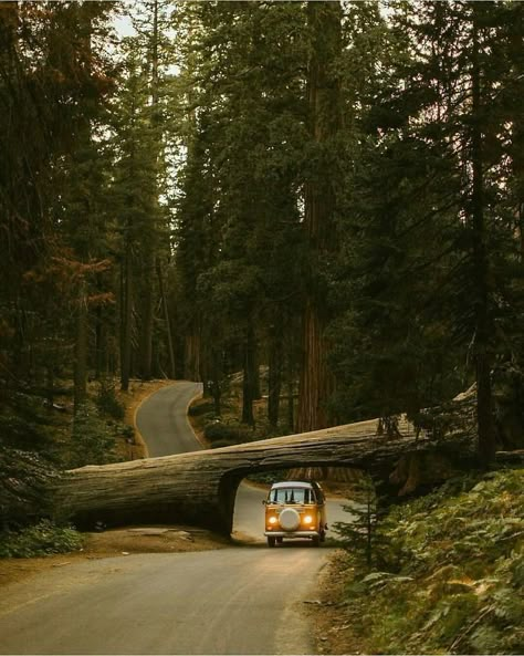 Life On The Road, Campervan Life, Van Living, Travel Van, Life Decisions, World Images, Quitting Your Job, Amazing Adventures, Vw Bus