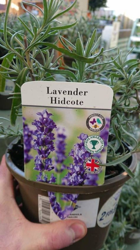 How To Plant Lavender, Lavender Images, Hidcote Lavender, Lavender Plant Care, Munstead Lavender, Lavender Hidcote, Lavender Care, How To Propagate Lavender, Plant Lavender