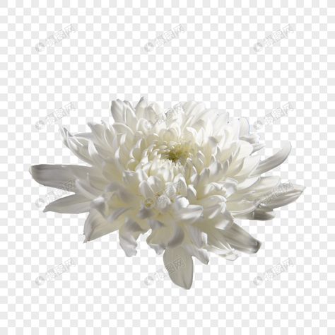 White chrysanthemum, autumn chrysanthemum, flower, bloom, plant, flower, petal white chrysanthemum, autumn chrysanthemum, flower, bloom, plant, petal#Lovepik#all Autumn Chrysanthemum, White Chrysanthemum Flower, Mum Flower, Flower Graphics, White Chrysanthemum, Mums Flowers, Summer Banner, Png Hd, Vi Design