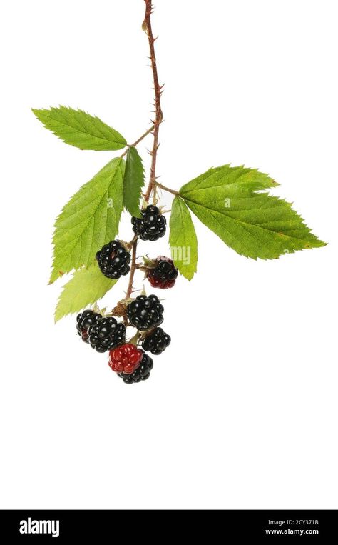 Download this stock image: Ripe blackberries on a branch isolated against white - 2CY371B from Alamy's library of millions of high resolution stock photos, illustrations and vectors. Blackberries Illustration, Blackberry Branch, Blackberry Bramble, Tattoo Zeichnungen, Bramble, White Stock, Image Processing, Blackberry, Print Images