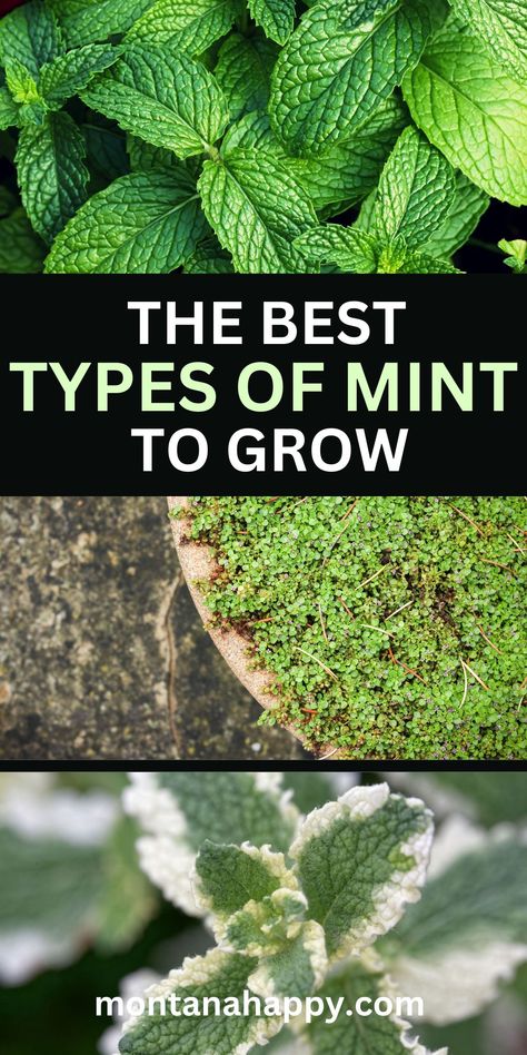 The Best Types of Mint Plants to Grow! - Montana Happy Types Of Mint Plants, Corsican Mint, Simple Life Quotes, Mint Garden, Pineapple Mint, Medicinal Herbs Garden, Grow Herbs, Homesteading Ideas, Herbs Garden