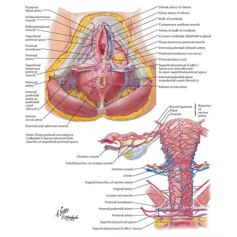 Female Anatomy: The Functions of the Female Organs – HERS Foundation Uterus Anatomy, Female Reproductive System Anatomy, Female Reproductive Anatomy, Human Body Vocabulary, Human Anatomy Female, Arteries Anatomy, Basic Anatomy And Physiology, Arteries And Veins, Female Reproductive System