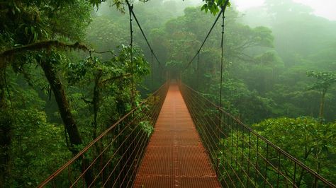 Pont dans une forêt Costa Rica, Bridge, Trees, Forest