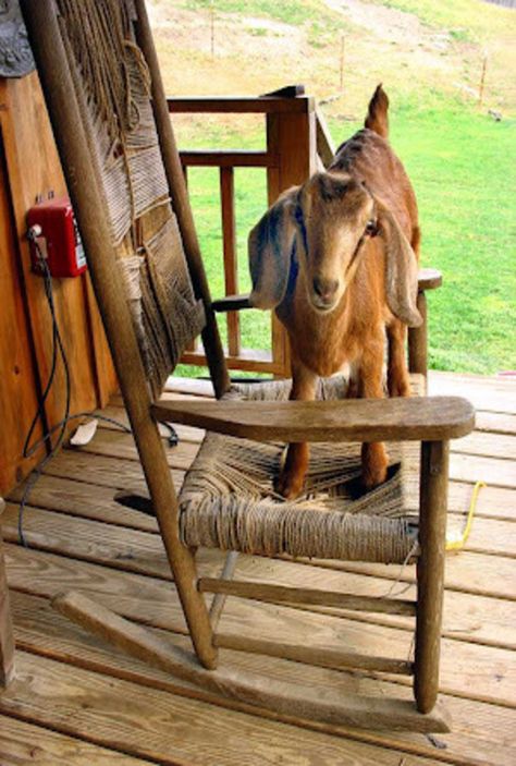 Happy Goat, Goat Farm, Farm Living, Dairy Goats, Mountain Laurel, Country Roads Take Me Home, A Goat, Goat Farming, Farms Living