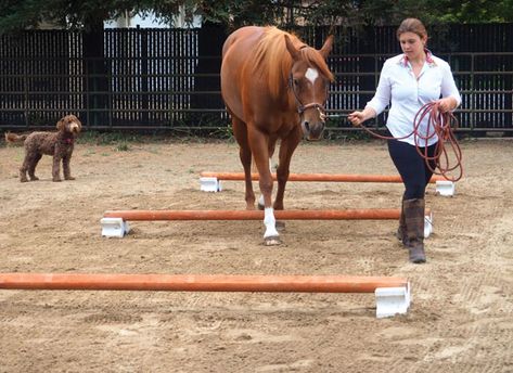 Ground Exercises For Horses, Ground Poles For Horses, Ground Pole Exercises Horses, Pole Exercises For Horses, Ground Work For Horses, Senior Horse Care, Reining Saddle, Pole Exercises, Horse Obstacles