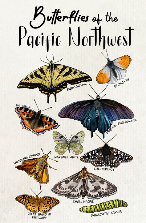 Butterflies of the Pacific Northwest Pnw Drawings, Pnw Tattoo Washington, Pnw Flowers, Pacific Northwest Tattoo, Pacific Northwest Flowers, State Animals, Oak Harbor Washington, Pnw Trip, Pnw Art