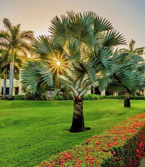 21 Most Cold Tolerant Palm Trees | Balcony Garden Web Palmetto Palm Tree, Palm Tree Garden Ideas Backyards, Cold Weather Palm Trees, Garden Palm Trees, Pool Trees Landscaping, Palm Garden Ideas, Palm Tree Garden, Tree Garden, Tropical Trees