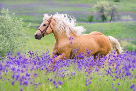 Palomino horse run gallop. Palomino horse with long blond male on flower field , #spon, #run, #gallop, #Palomino, #horse, #long #ad Cavalo Palomino, Horse Spirit Animal, Horse Palomino, Horse Running, Spring Horse, Painting Horse, Palomino Horse, Horse Costumes, Horse Dressage