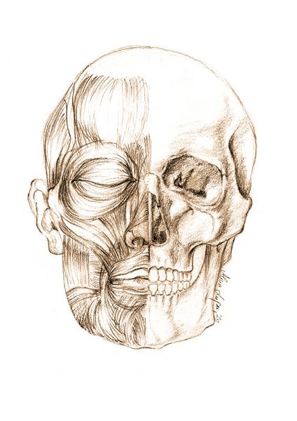 Igcse Arts, Sketches Skull, Face Muscles Anatomy, Bone Drawing, Head Muscles, Skull Anatomy, Head Anatomy, Male Figure Drawing, Drawing Heads