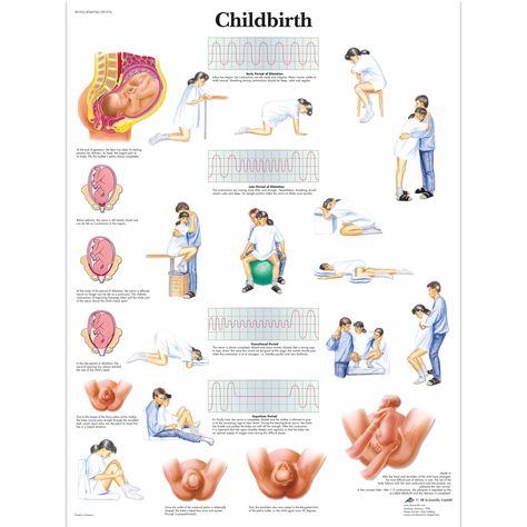 Teething Chart, Pregnancy Chart, Massage Bebe, Medical Posters, Childbirth Education, Pelvic Floor Exercises, Pregnant Mom, Medical Education, Birth Chart