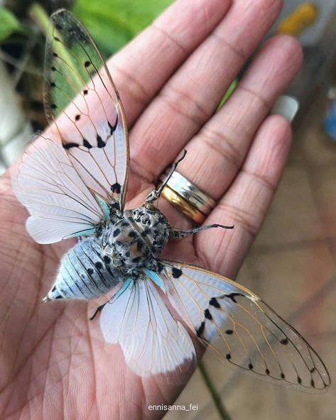 White Ghost Cicada, Ghost Cicada, Cool Insects, Cool Bugs, White Ghost, Kunst Inspiration, Butterfly Photos, Beautiful Bugs, Creepy Crawlies