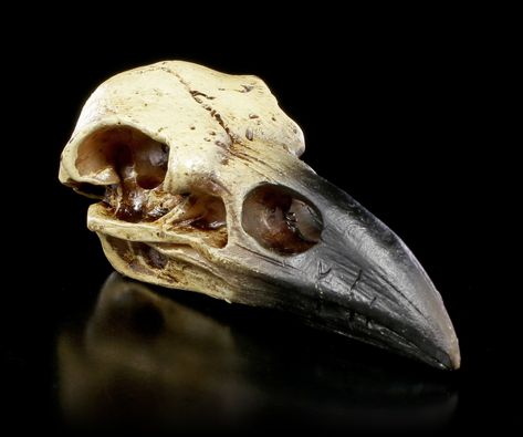 Skull Reference, Horror Photos, Gothic Shop, Crow Skull, Raven Art, Raven Skull, Skull Painting, Skull Hand, Sports Graphic Design