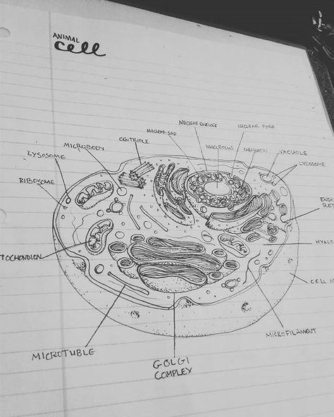 I'm sick so I drew a diagram of an animal cell. #gettingaheadinschool Biology Drawing Ideas, Animal Cell Drawing, Cell Biology Notes, Animal Cell Project, Biology Drawing, Cell Project, Biology Diagrams, Cell Diagram, Cells Project