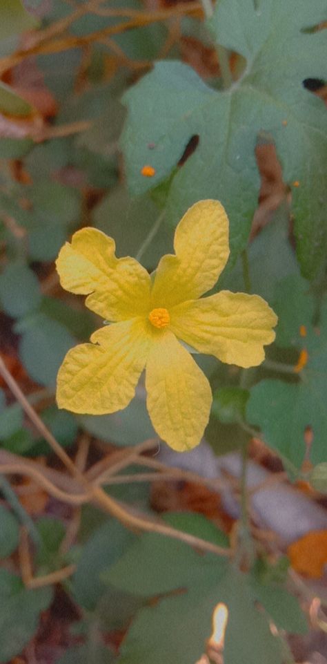 Scientific name : Momordica charantia q. Family: Cucurbitaceae Momordica Charantia, Bitter Melon, Bitter Gourd, Scientific Name, Gourds, Bitter, Melon, Flowers