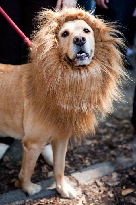 These dog Halloween costume ideas are already getting us excited Best Dog Halloween Costumes, Cat Costume Diy, Harry Potter Halloween Costumes, Dog Parade, Chat Halloween, Cat Halloween Costume, Pet Halloween Costumes, Dog Halloween Costumes, Creative Halloween Costumes