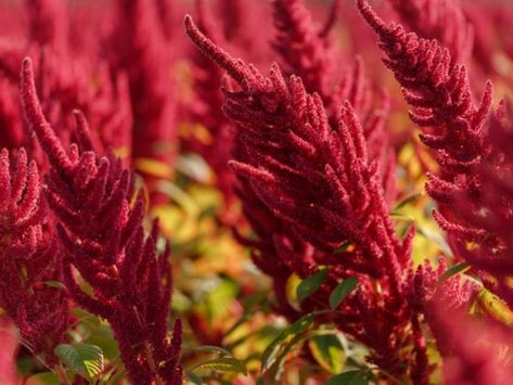 Growing Amaranth: How To Grow Amaranth Plants Harvesting Amaranth, Amaranth Plant, Amaranth Grain, Globe Amaranth, Starting A Garden, Nutrition And Dietetics, Food Forest, Harvest Time, Amaranth