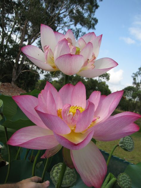 Sacred Lotus Flower, Nelumbo Nucifera, Sacred Lotus, Angel Trumpet, Navigation Bar, Shadow Pictures, Backyard Farming, Lotus Flowers, Plant Combinations