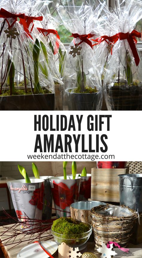 Amaryllis Bulbs Christmas, Amaryllis Flower Arrangement, Waxed Amaryllis Bulbs Diy, Leca Plants, Amaryllis Arrangement Christmas, Flower Amaryllis, Nail Designs Flowers, Art Flower Wallpaper, Nails Acrylic Flowers