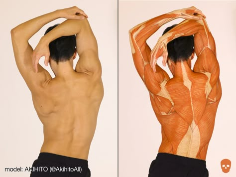 남성 근육, Human Anatomy Reference, Human Back, Anatomy Practice, Human Body Anatomy, Human Anatomy Drawing, Muscle Anatomy, Anatomy Poses, Anatomy For Artists