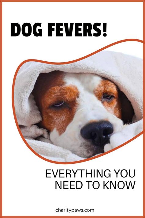 Dog Fever Remedy, Sick Dog Remedies, Dog Training At Home, Dog Fever, Dog Temperature, Natural Medicines, Fever Symptoms, Training At Home, Dog Remedies