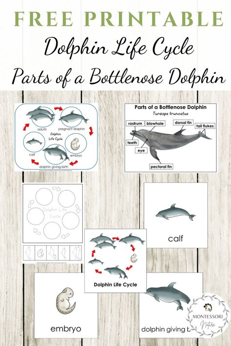 Parts of a Bottlenose Dolphin and Dolphin Life Cycle Free Printable Dolphin Kindergarten Activities, Free Montessori Printables Preschool, Dolphin Unit Study, Dolphin Craft For Kindergarten, Dolphin Printables Free, Mammal Activities For Preschool, Dolphin Activities For Kids, Dolphin Activities For Preschool, Life Cycle Free Printable