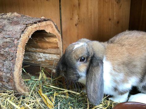 Bunny Sheds, Homemade Rabbit Toys, Rabbit Enrichment, Rabbit Tunnel, Diy Bunny Toys, Pet Rabbit Toys, Rabbit Shed, Rabbit Behavior, Rabbit Enclosure