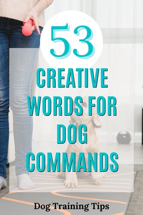 Commands For Dogs, Puppy Commands, Potty Training Schedule, Dog Training Commands, Dog Commands Training, Dog Recall, Puppy Training Schedule, Deaf Dog, Dog Commands