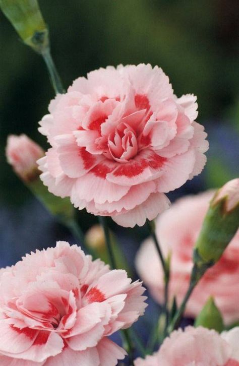 Pink Carnation 'Doris' Carnation Dianthus, Dianthus Caryophyllus, Pink Carnations, Carnation Flower, Flower Names, Deco Floral, Edible Flowers, Flower Beauty, Beautiful Blooms