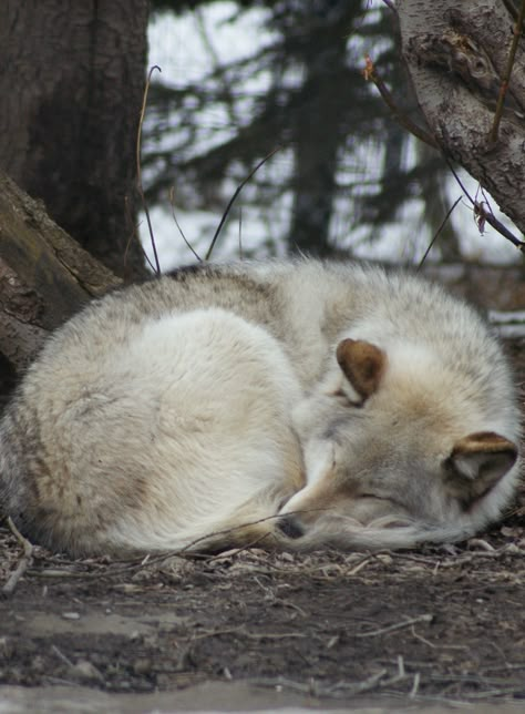 Wolf Curled Up, Wolf Laying Down, Wolf Side View, Wolf Sleeping, Wolves Aesthetic, Husky Sleeping, Pose Perspective, Adam Trest, Wolf And Dog