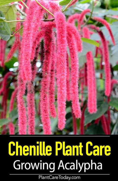 Chenille plant (Acalypha) fuzzy, long hanging, dangling, year-round bright red flower spikes, red hot cat's tail bloom, high light [DETAILS] Acalypha Plant, Cat Tail Plant, Celosia Plant, Chenille Plant, Cat Tails, Plant Wishlist, List Of Flowers, Sensory Garden, Red Plants