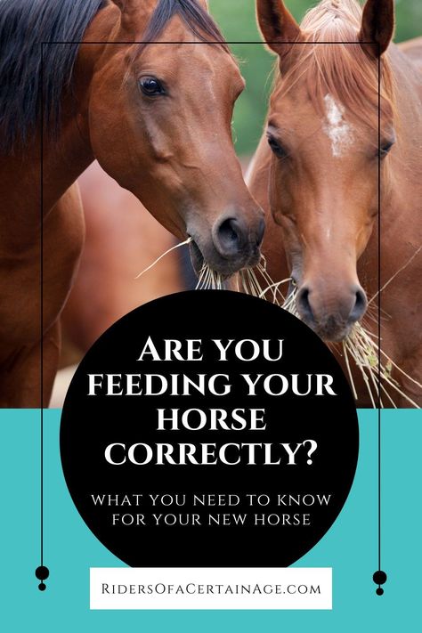 One of the most important aspects of caring for your horse is proper feeding and nutrition. If you are buying the horse from another owner, you may already know its diet. If not, you need to take a crash course in nutrition.Many feed stores can give you advice and there are independent feed specialists available. In addition, most major manufacturers have advisors who will work with you to design a good program for your horse. Horse Outfits, Horse Nutrition, Horse Ownership, Barn Hacks, Equine Care, Equine Nutrition, Healthy Horses, Miniature Horses, Equestrian Lifestyle